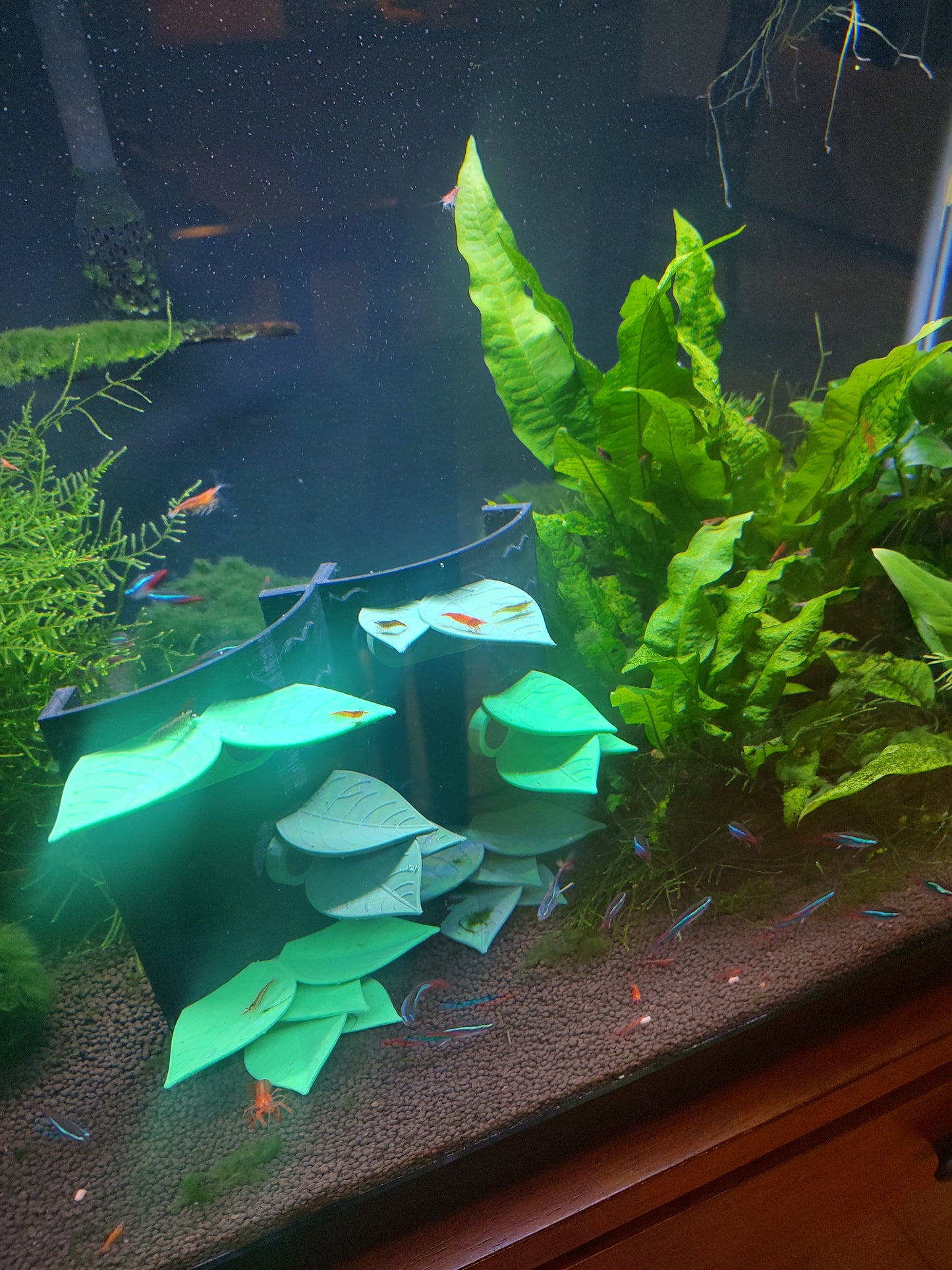 Fish-Betta Leaf Lounge- Magnetically or Suction Cup Mounted