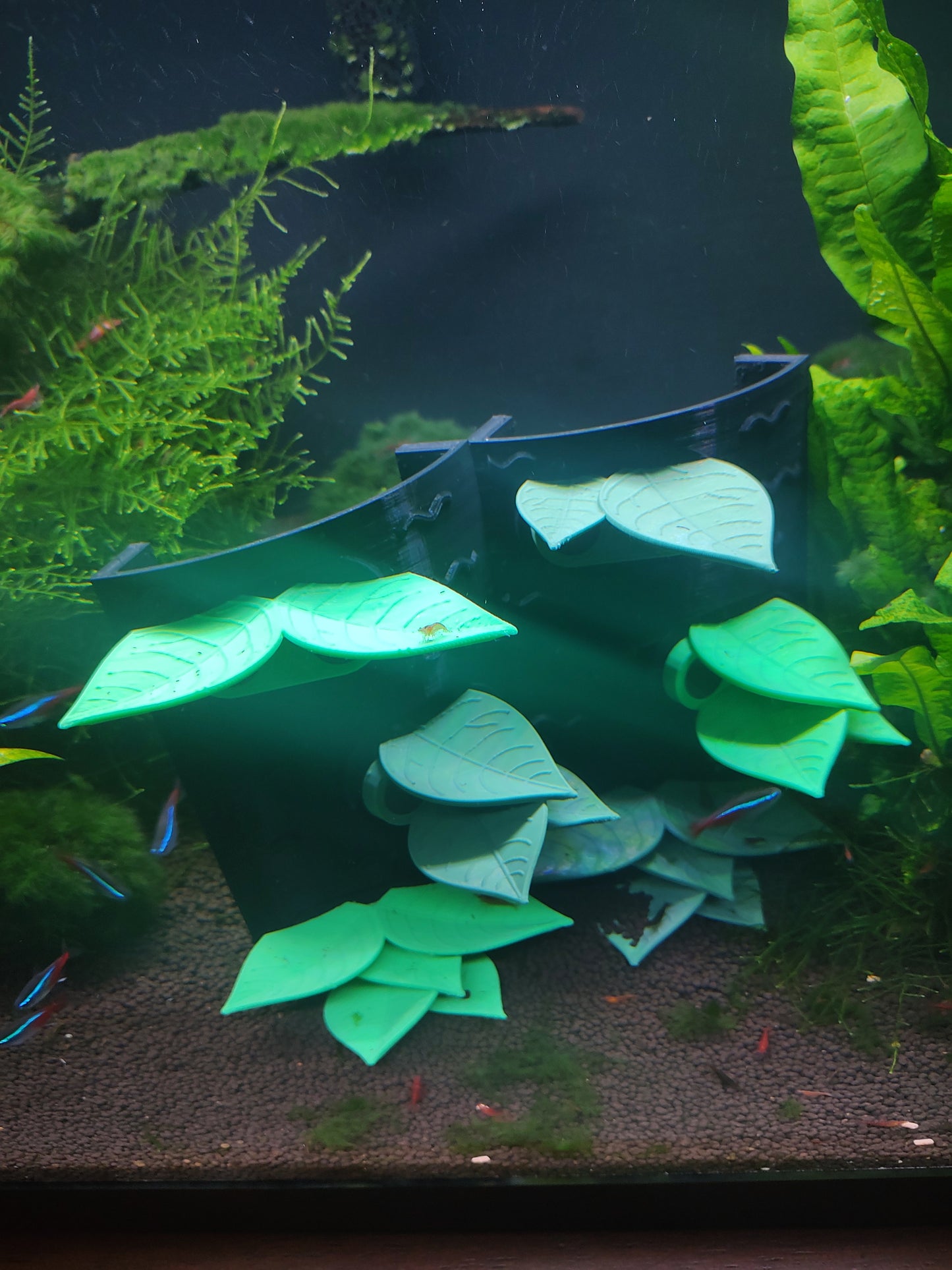Fish-Betta Leaf Lounge- Magnetically or Suction Cup Mounted
